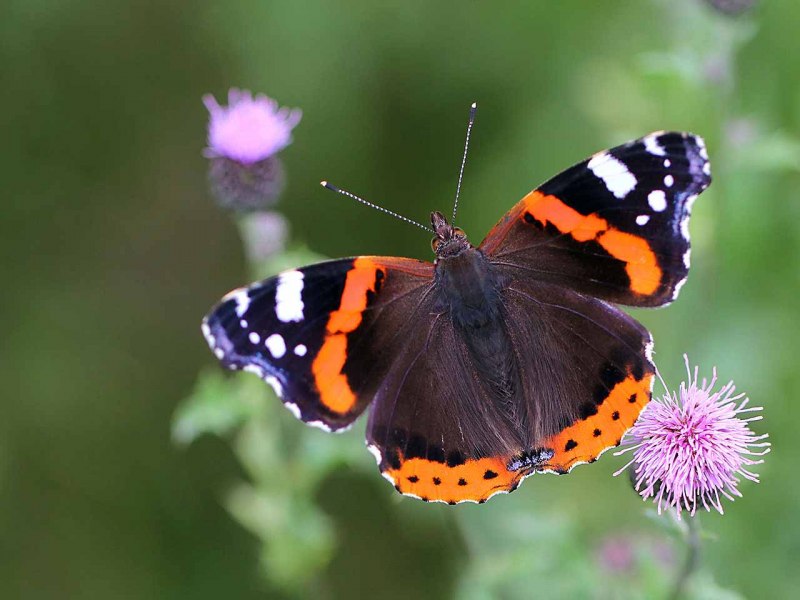 Vanessa Atalanta бабочка