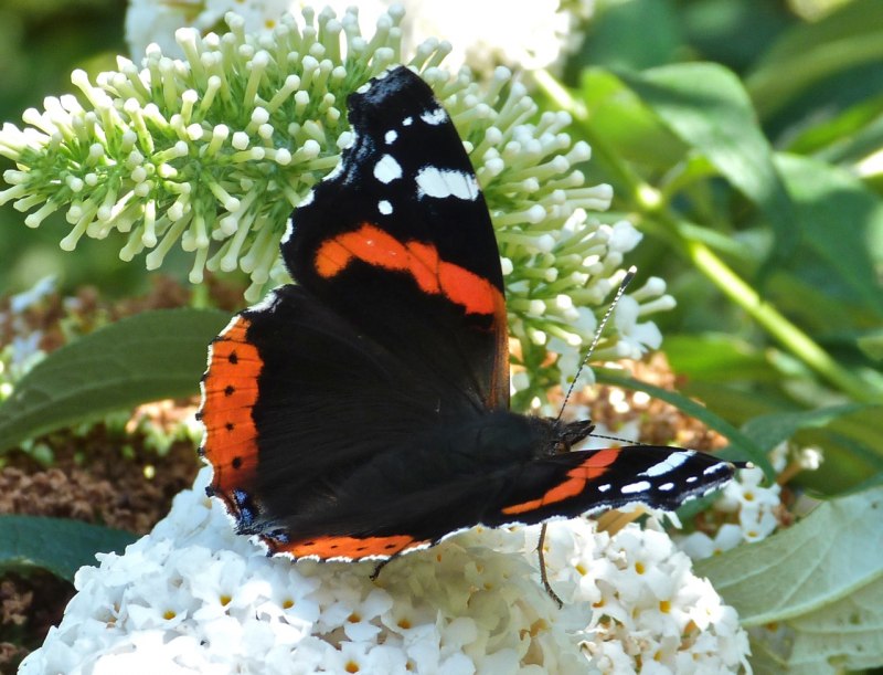 Адмирал (Vanessa Atalanta)