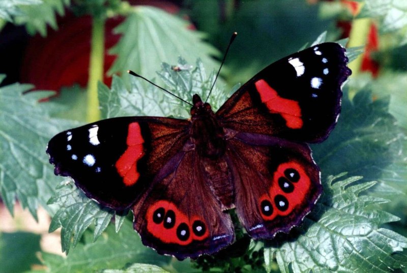 Vanessa Atalanta бабочка