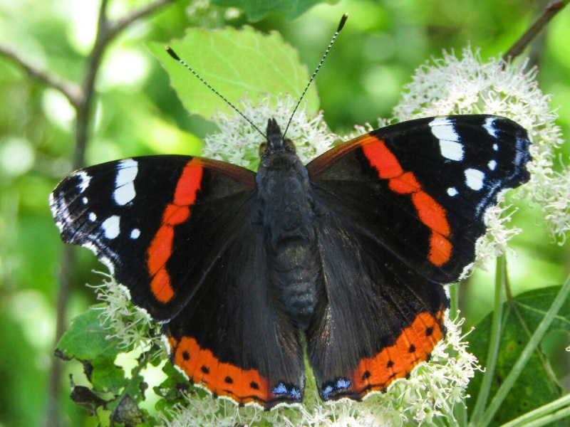 Red Admiral бабочка