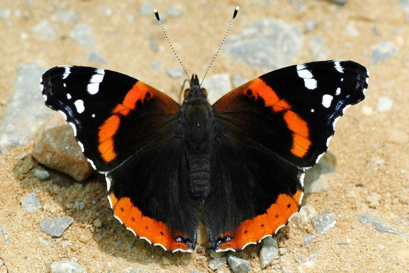 Адмирал (Vanessa Atalanta)