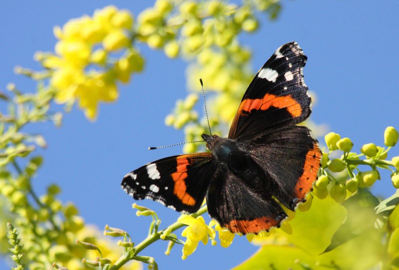 Vanessa Atalanta бабочка