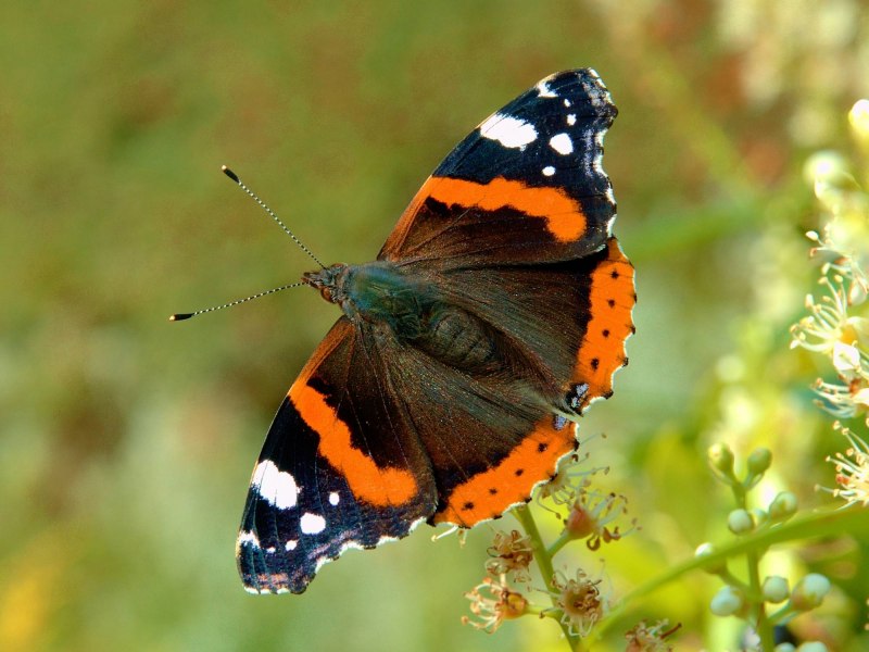 Адмирал (Vanessa Atalanta)