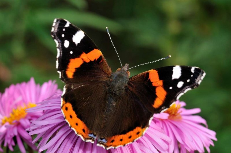 Адмирал (Vanessa Atalanta)
