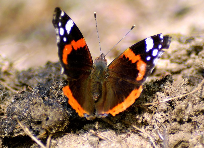 Vanessa Atalanta бабочка
