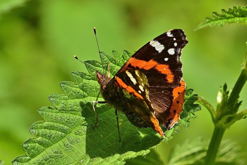 Vanessa Atalanta бабочка