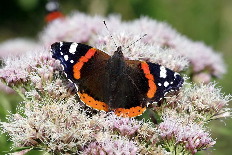 Vanessa Atalanta бабочка