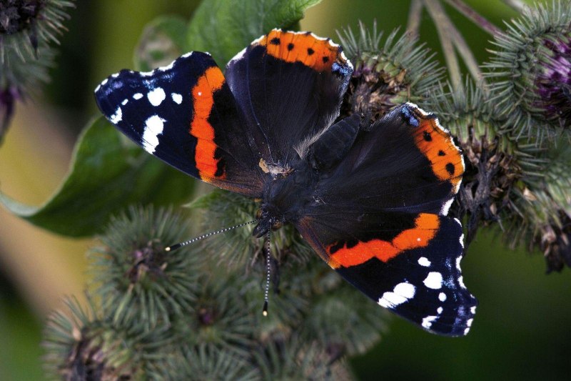 Vanessa Atalanta бабочка