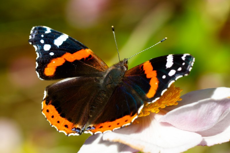 Адмирал (Vanessa Atalanta)
