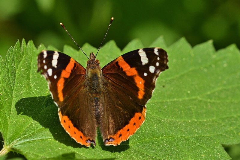 Адмирал (Vanessa Atalanta)