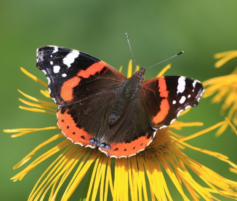 Vanessa Atalanta бабочка