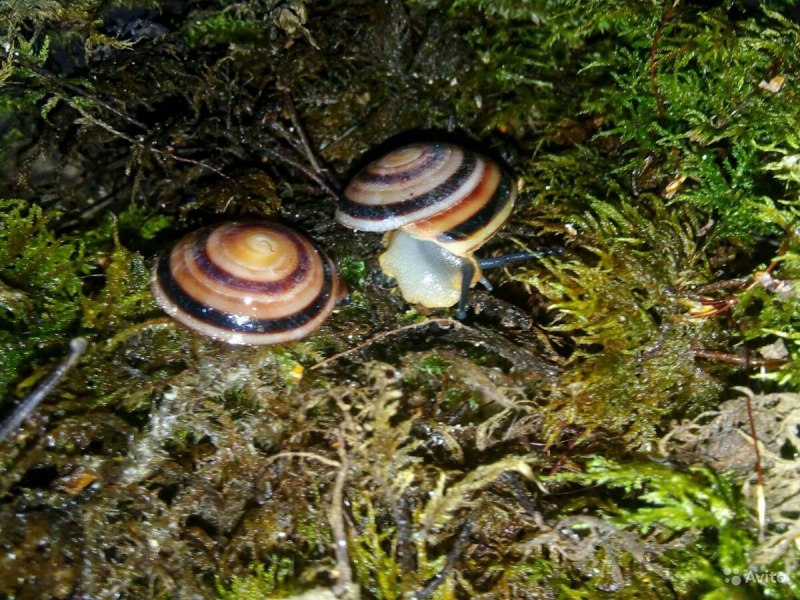 Караколусы Экселенсы