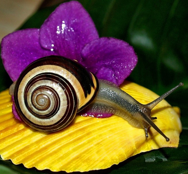 Моллюски улитки слизни