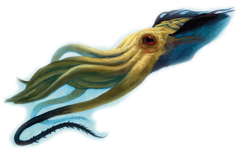 Глубоководные Осьминоги Cirrina