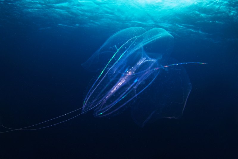Vulcanoctopus hydrothermalis