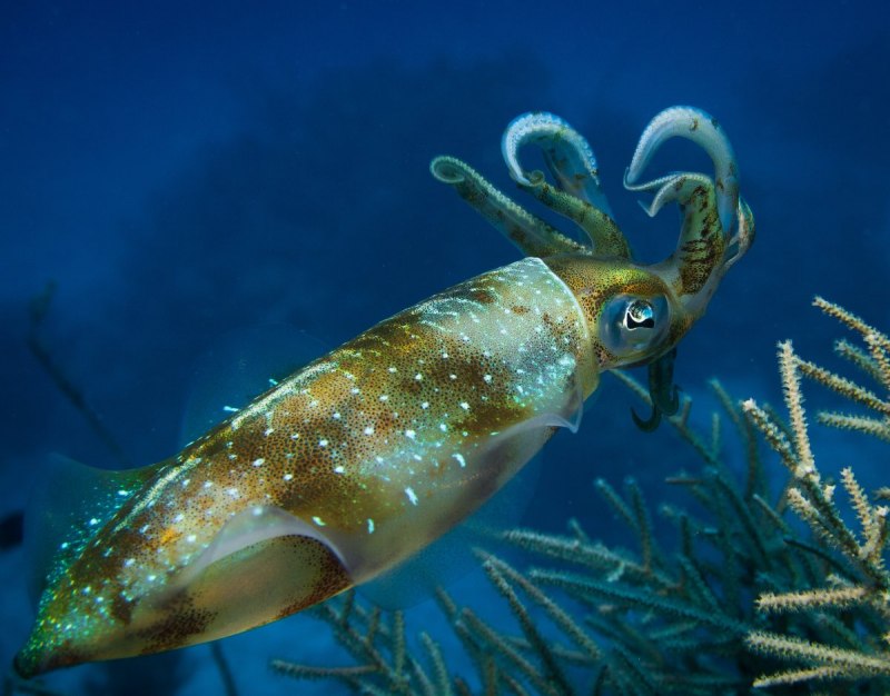 Squid Tropical