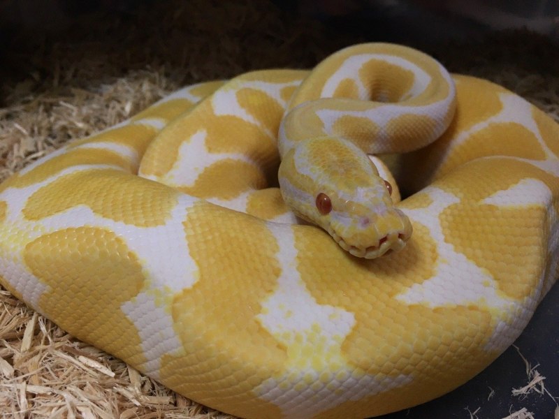 Королевский питон Albino