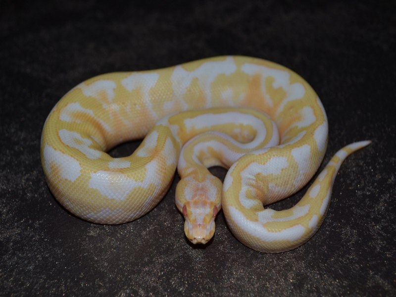 Питон Enchi Albino