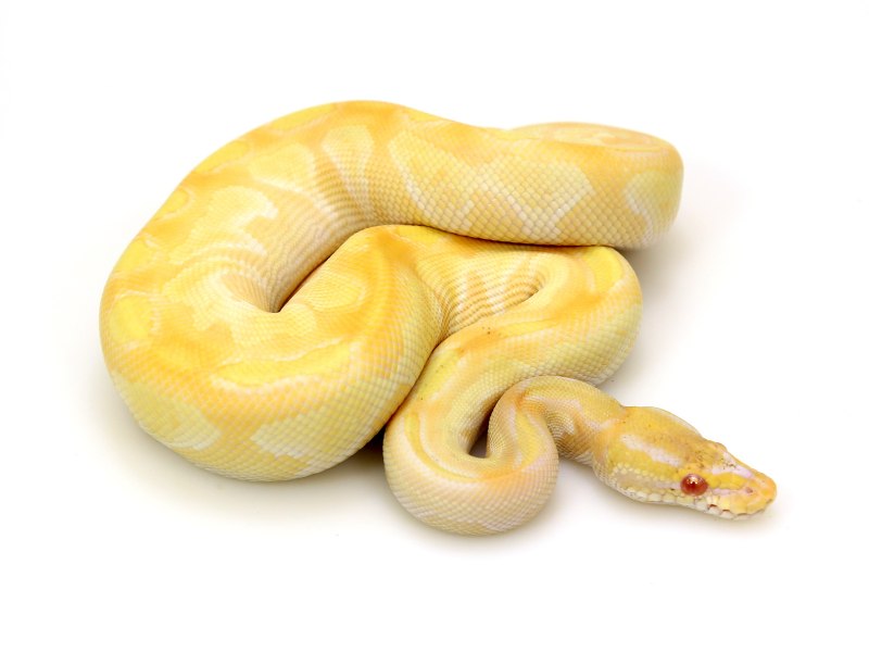 Королевский питон Albino