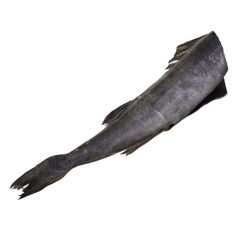 Угольная рыба Anoplopoma fimbria