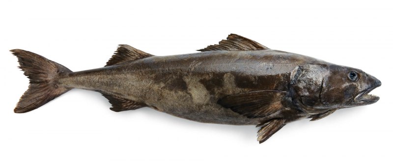 Угольная рыба Anoplopoma fimbria