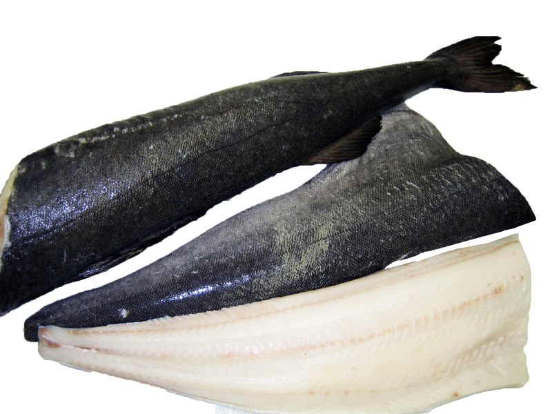 Угольная рыба Anoplopoma fimbria