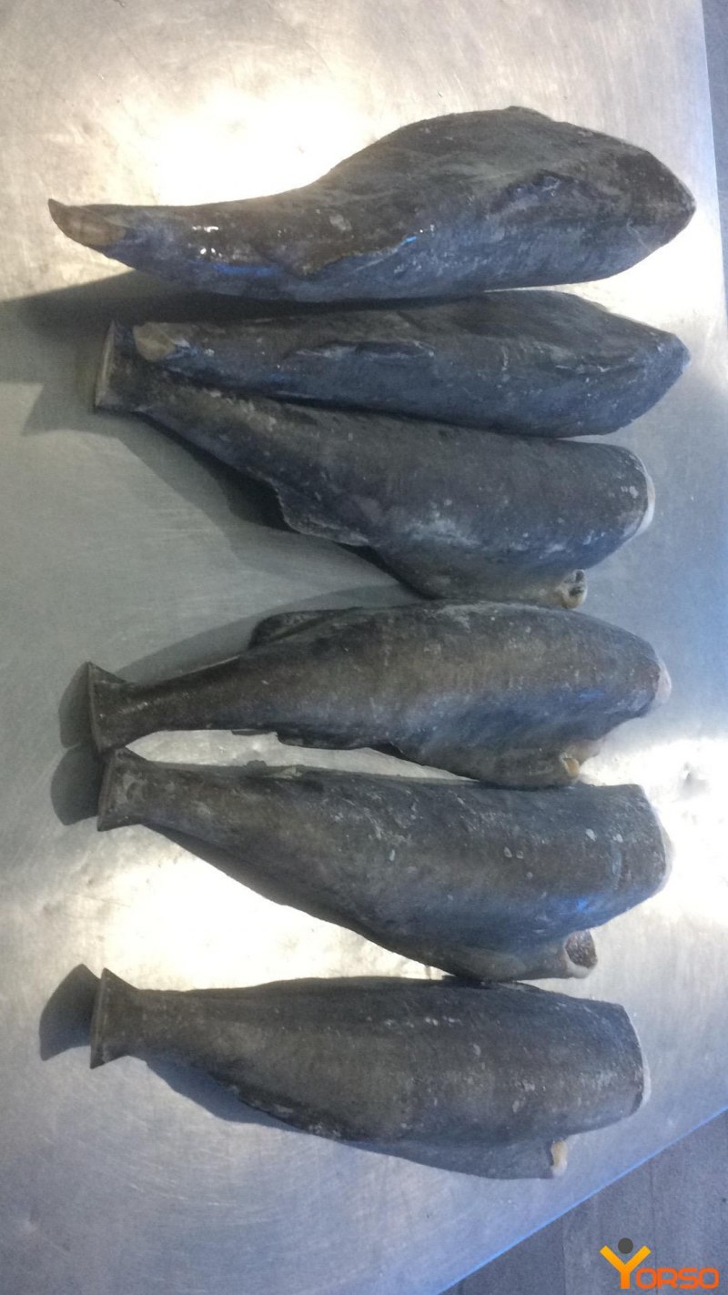 Coalfish British