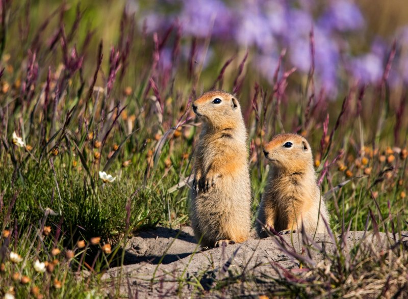 Даурский суслик (Spermophilus dauricus)