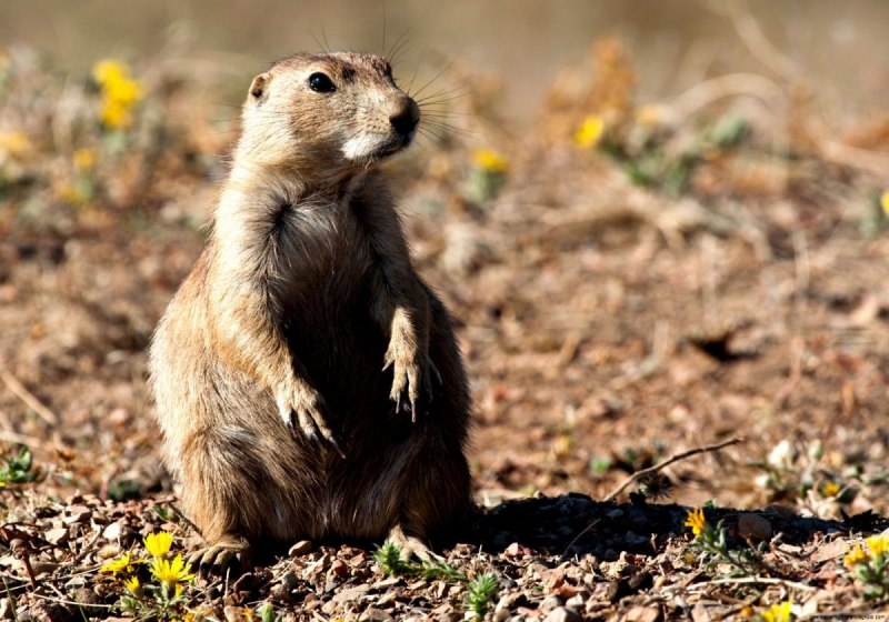Barrow ground Squirrel