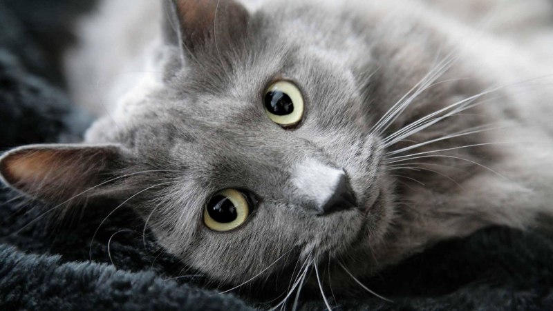 Кот Нибелунг