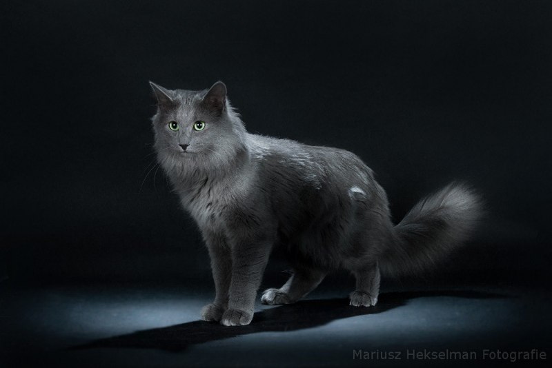 Кот Нибелунг