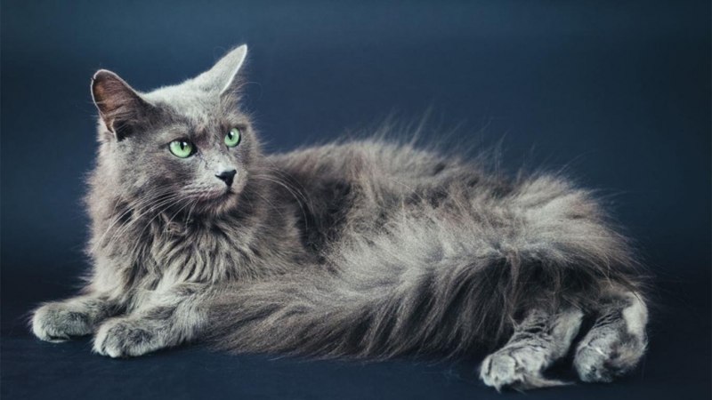 Кот Нибелунг