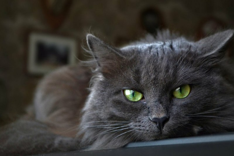 Кот Нибелунг