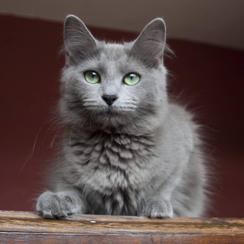 Кот Сибирский Нибелунг