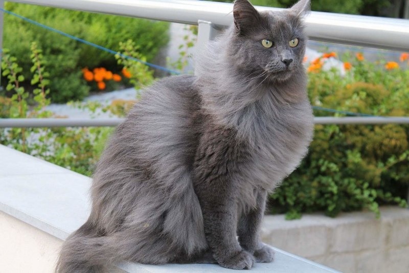 Кот Нибелунг