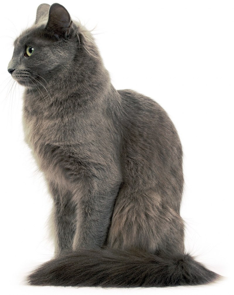 Кот Нибелунг