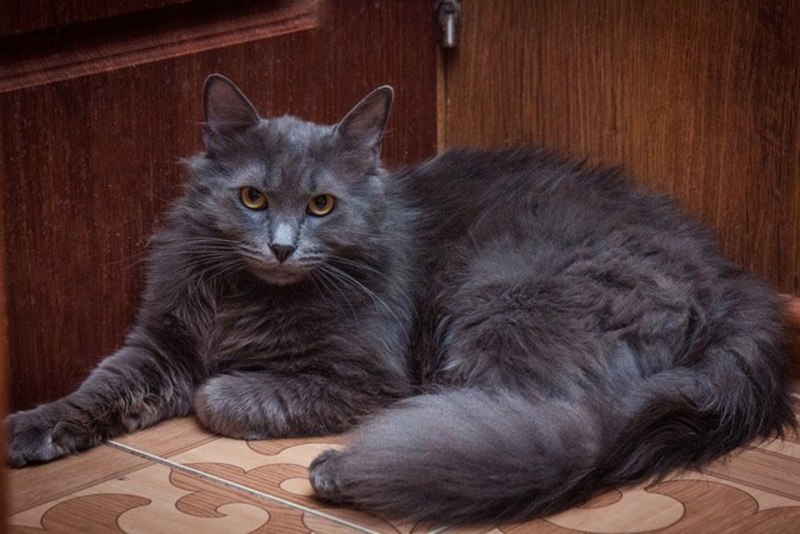 Кот Нибелунг