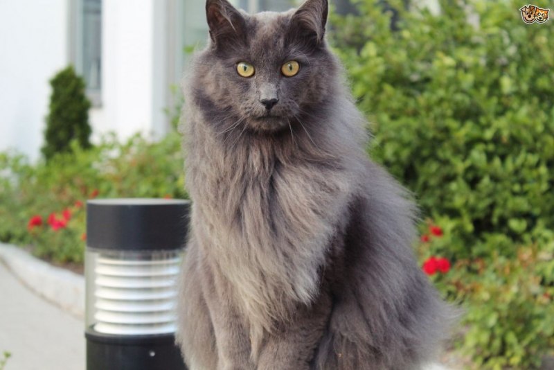 Кот породы Нибелунг