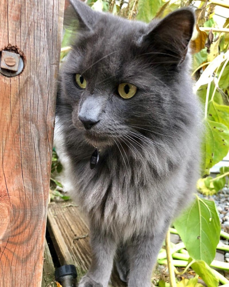 Кот Сибирский Нибелунг