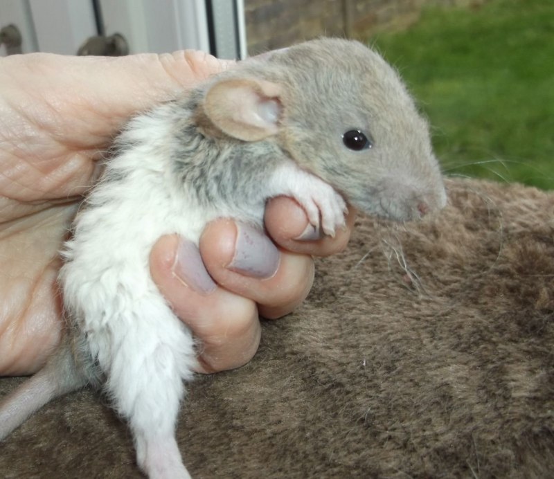 Королевский ангорский хомяк