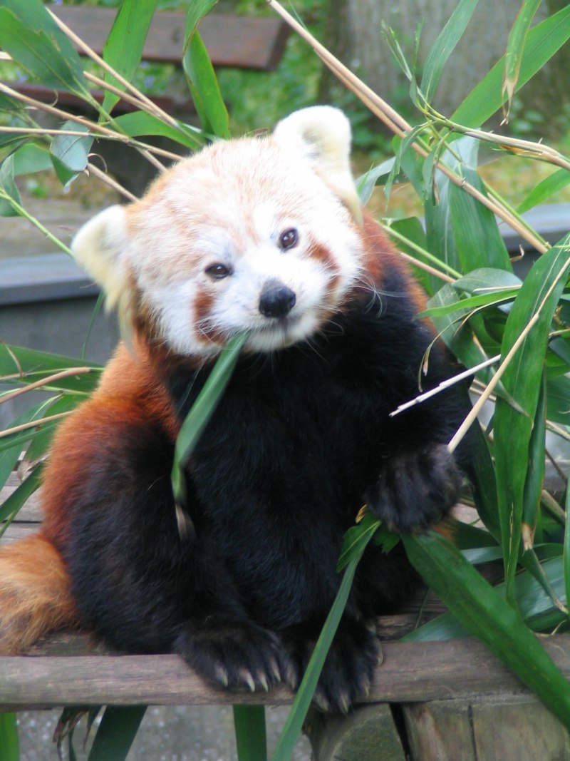 Ailurus Fulgens