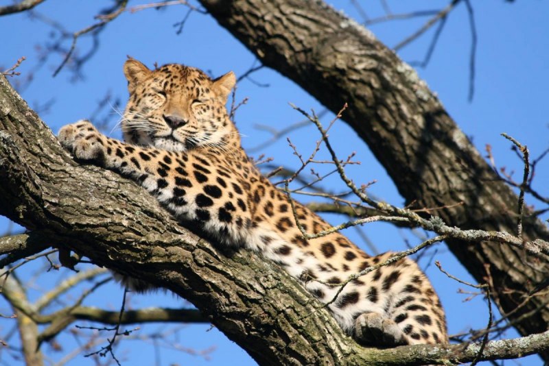 Дальневосточный (Амурский) леопард (Panthera pardus orientalis)