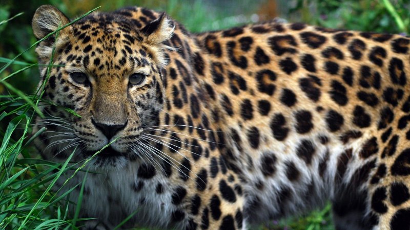 Дальневосточный леопард (Panthera pardus orientalis)