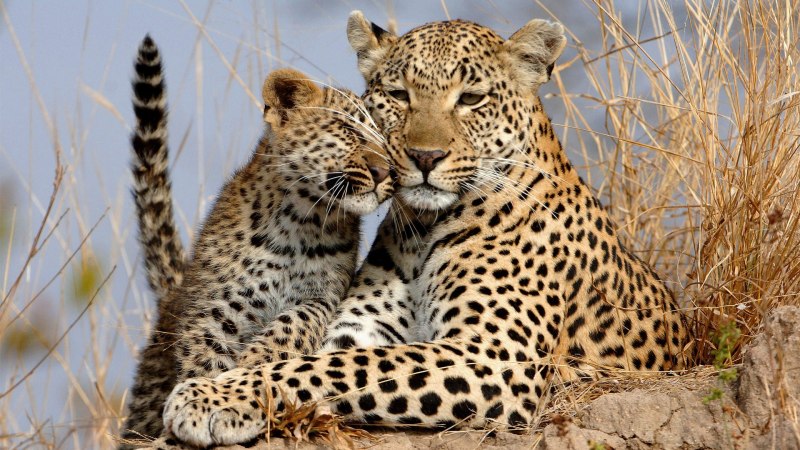 Леопард Panthera pardus