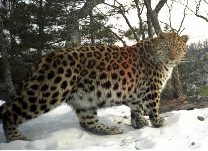 Амурский Дальневосточный Амурский леопард