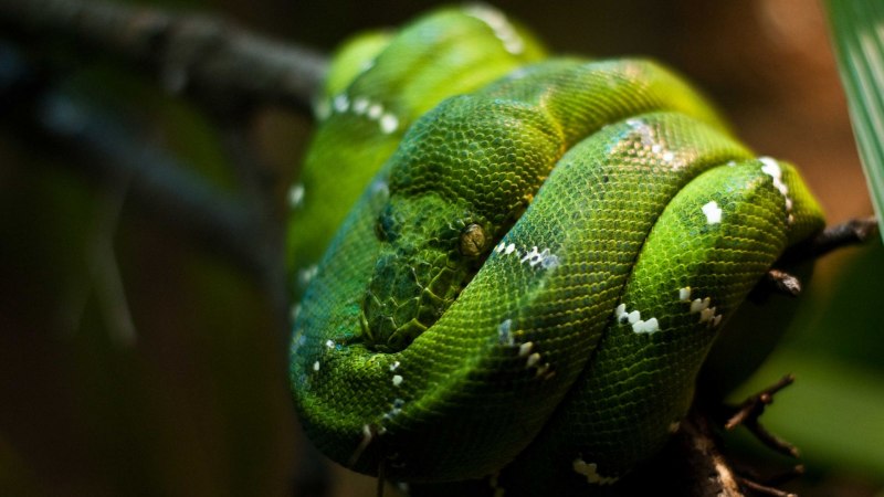 Питон Morelia viridis