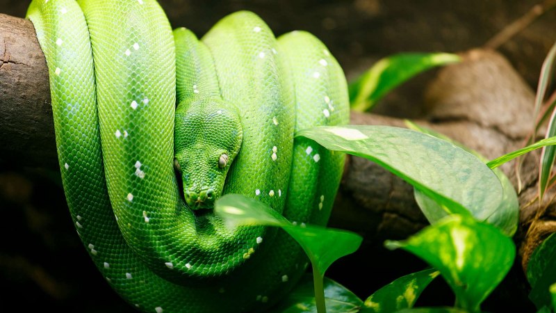 Corallus caninus