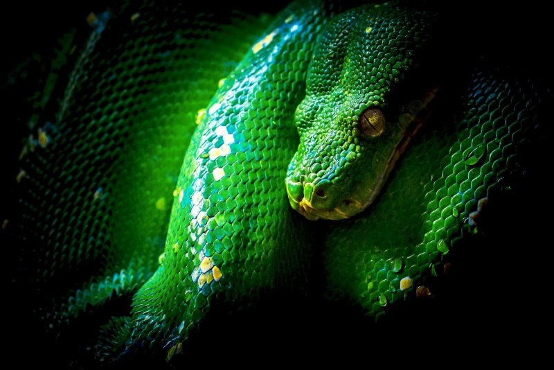 Corallus caninus