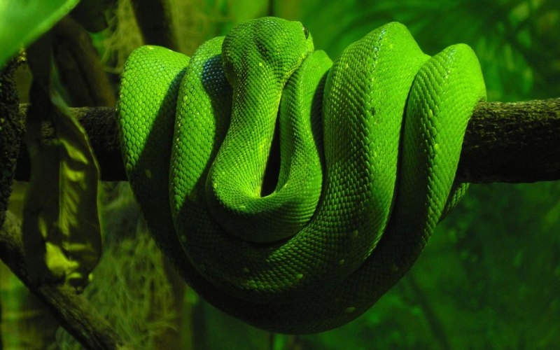 Corallus cropanii