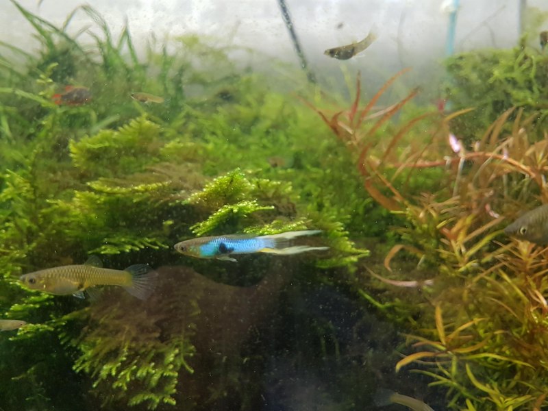 Гуппи голубая японская Japan Blue